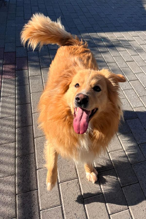 DIOR CAGNOLINO FULVO Foto 3